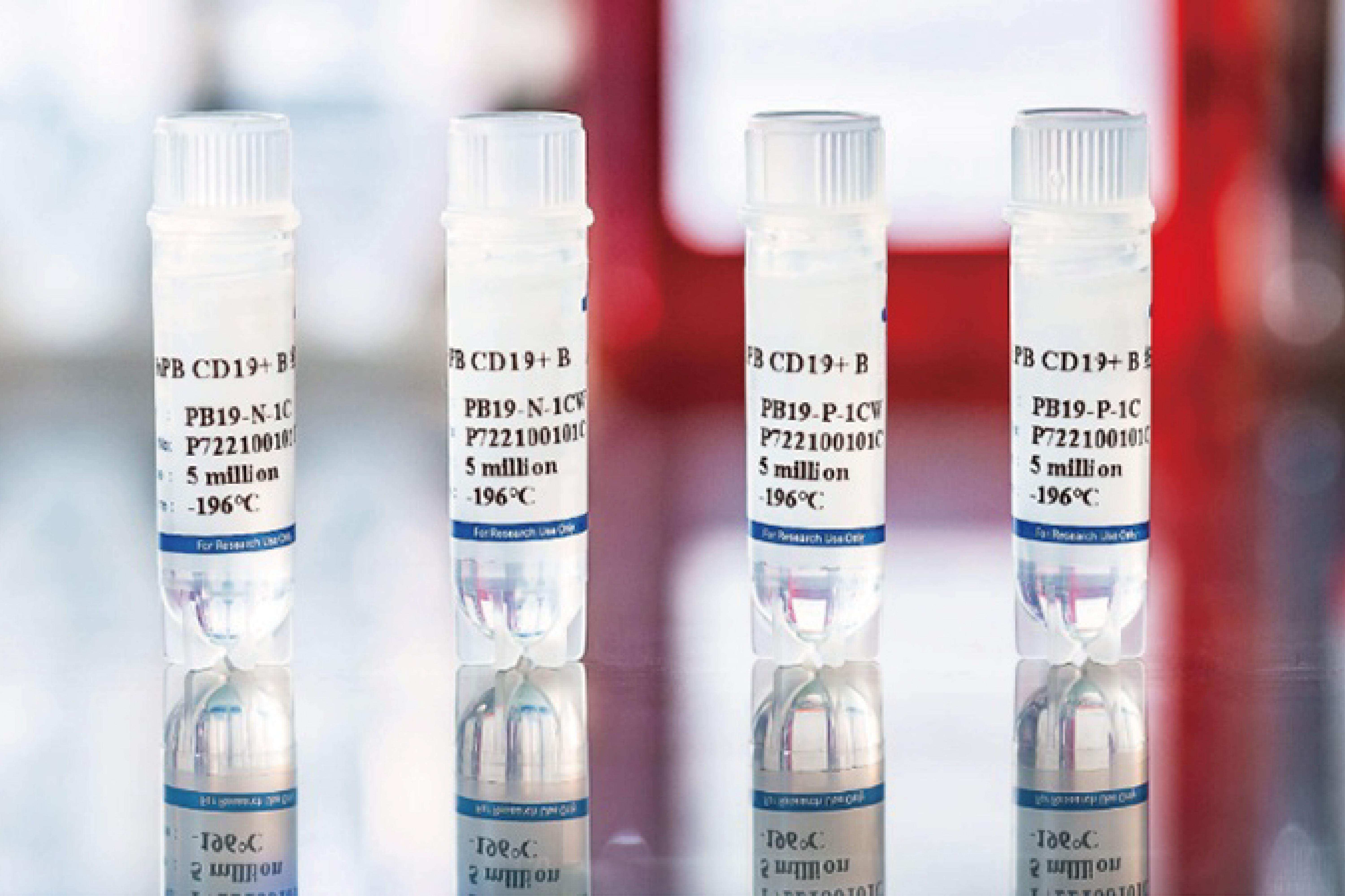 Human Peripheral Blood CD19+ B Cells