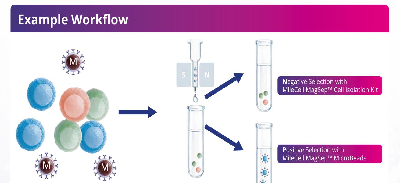 Positive and negative magnetic selection workflow for CD8+ T cell isolation