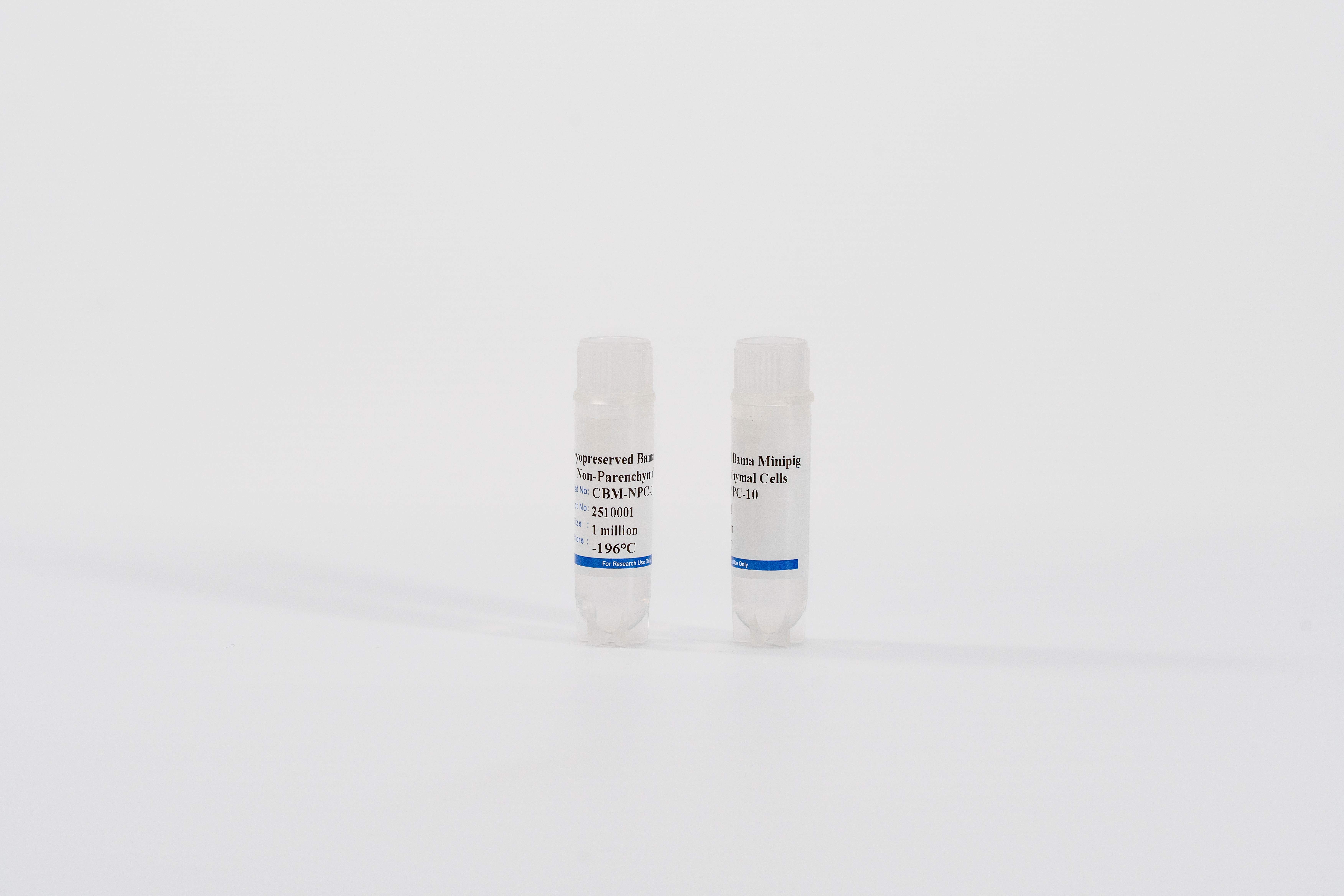 Minipig Non-Parenchymal Cells Mix
