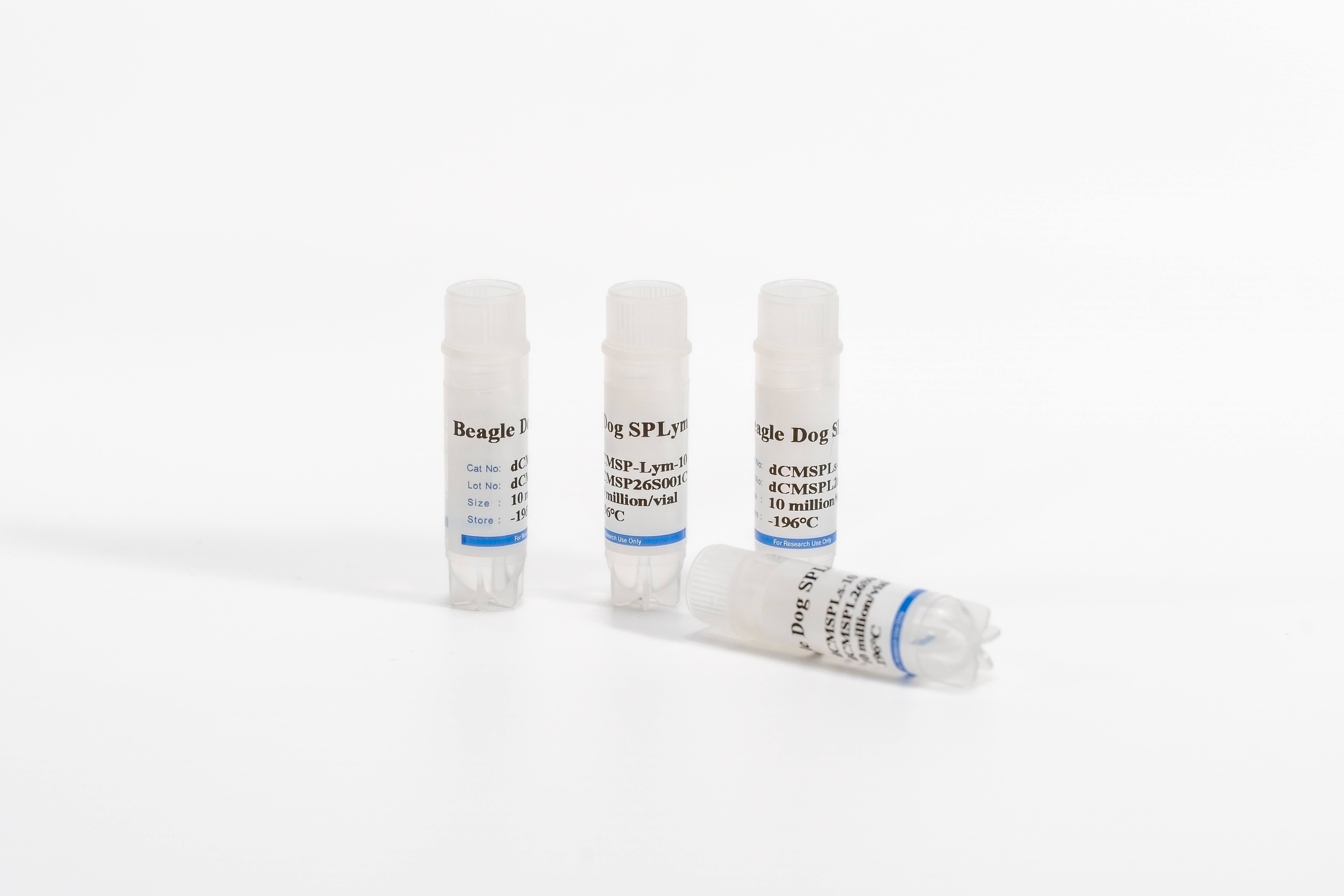 Canine Splenocytes