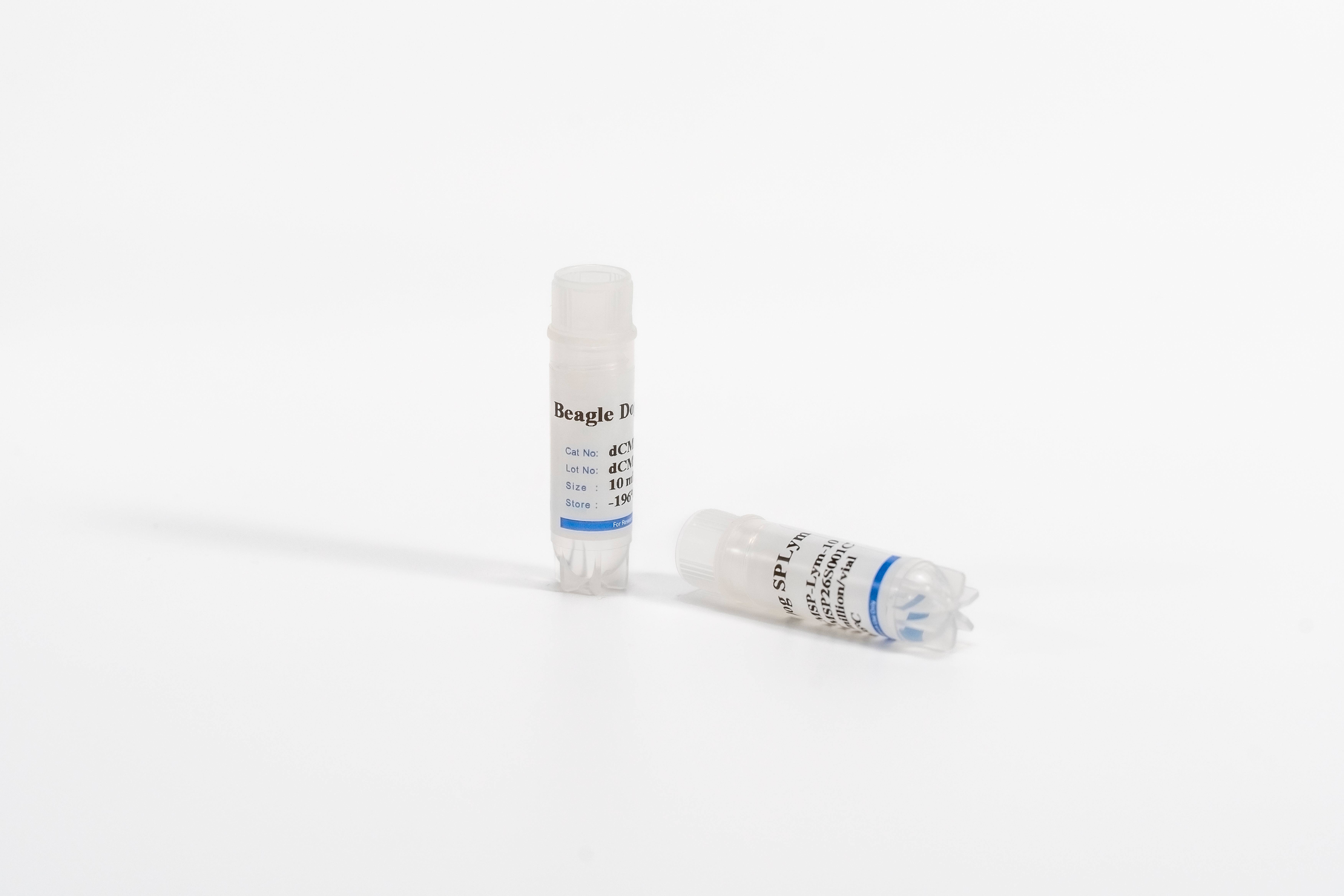 Canine Splenic Lymphocytes
