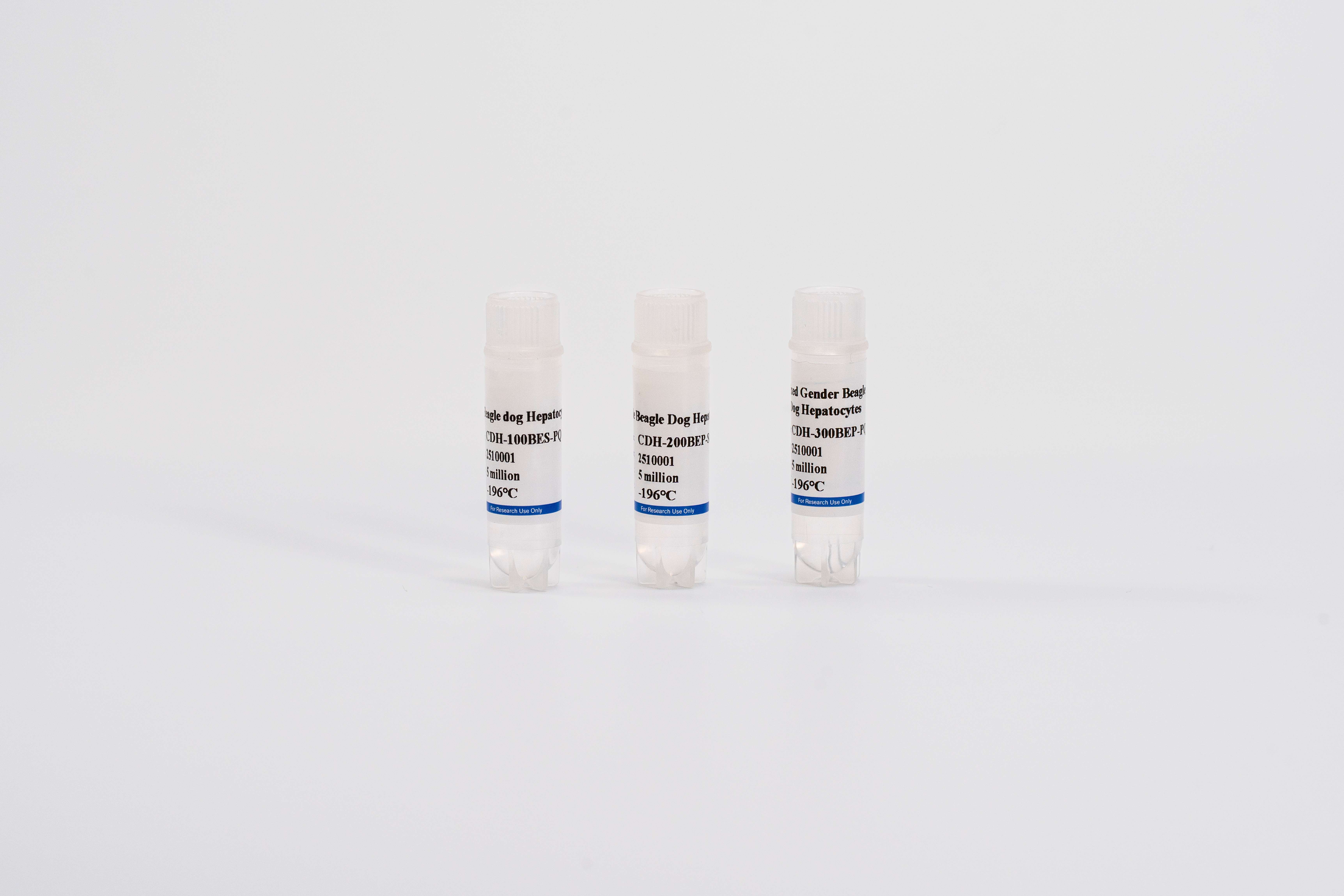 Dog Plateable Hepatocytes