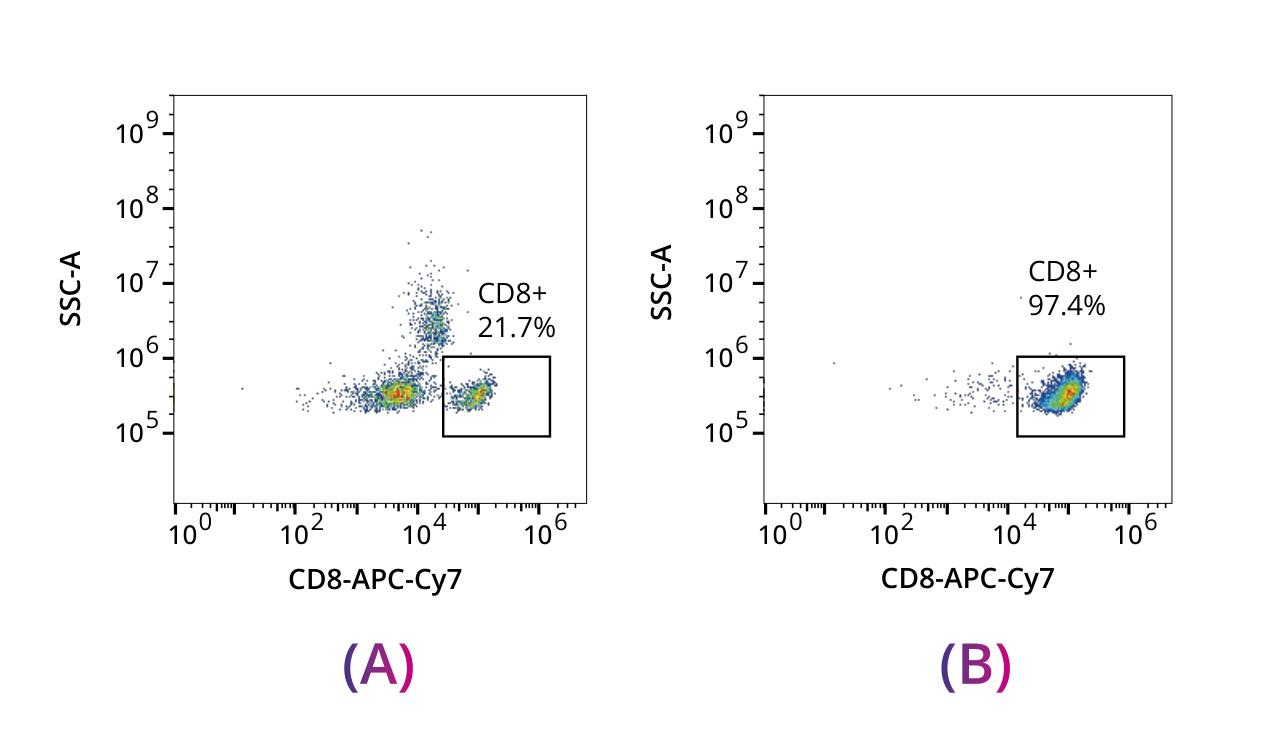 CD8+ T cell purity from 21.7% to 97.4% after negative magnetic selection