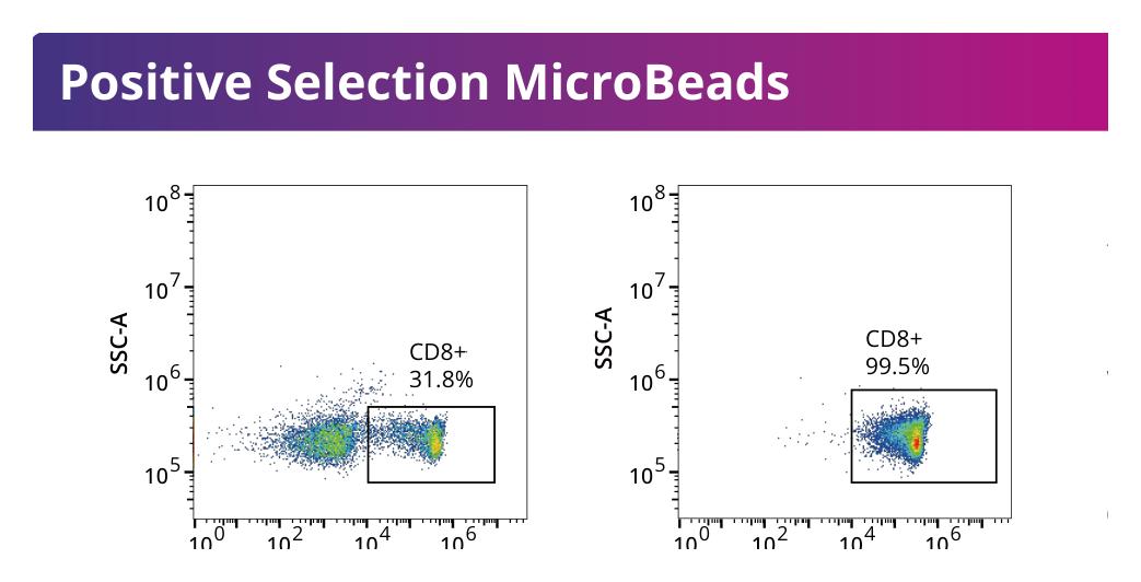 CD8+ T cell proportion 31.8% before and 99.5% after positive magnetic selection