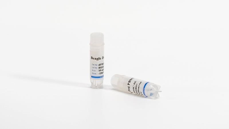 Canine PBMCs