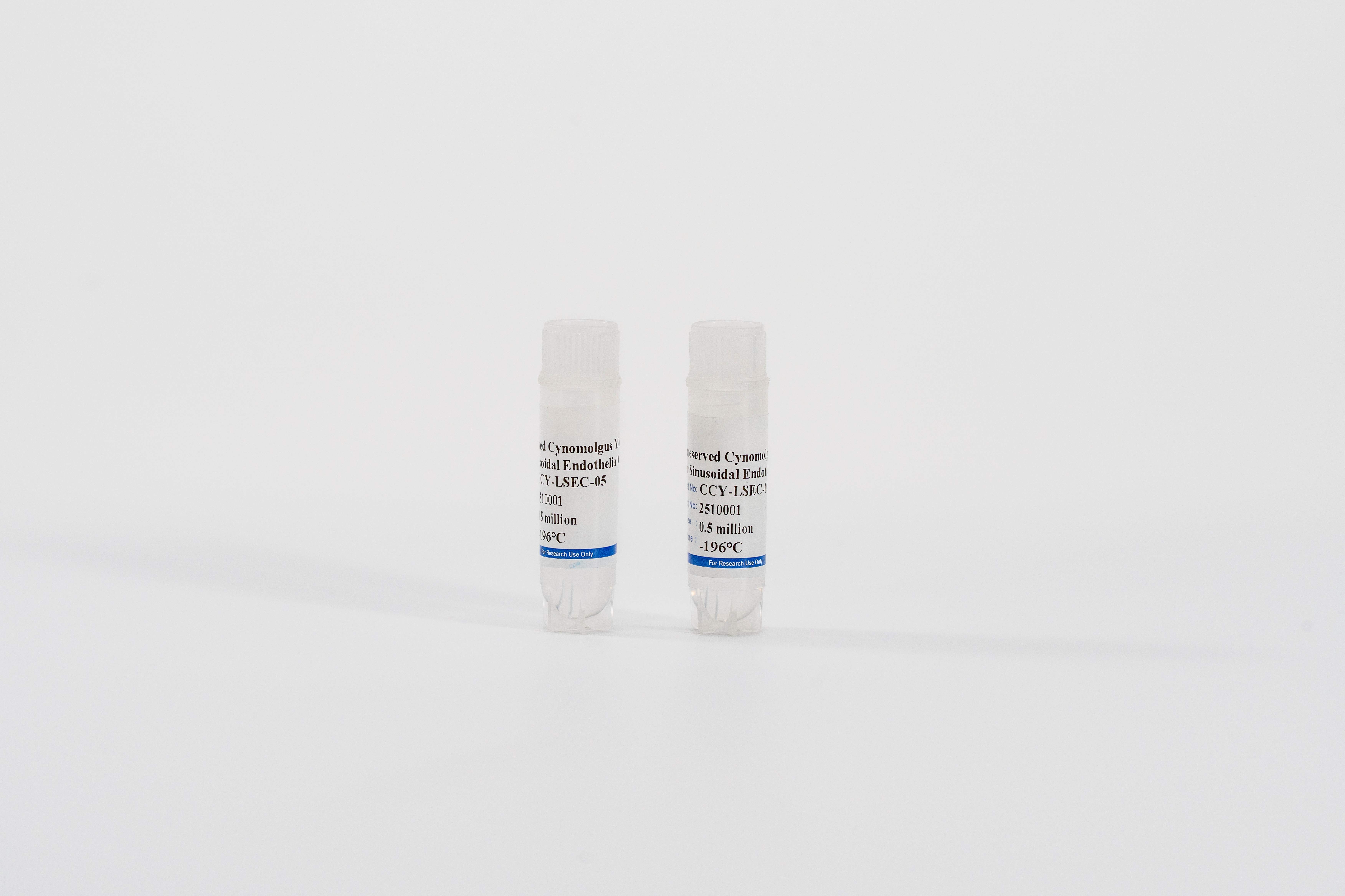 Monkey Liver Sinusoidal Endothelial Cells
