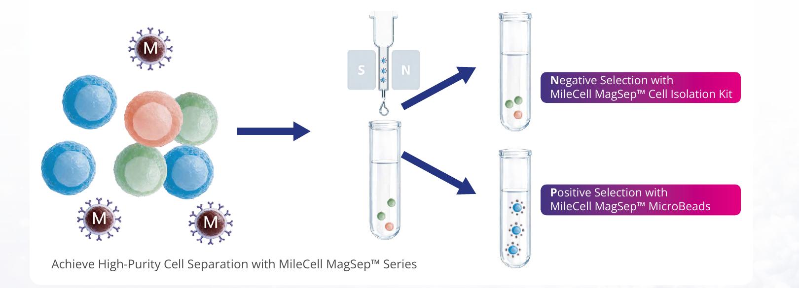 Nanomagnetic bead workflow for positive and negative immune cell isolation