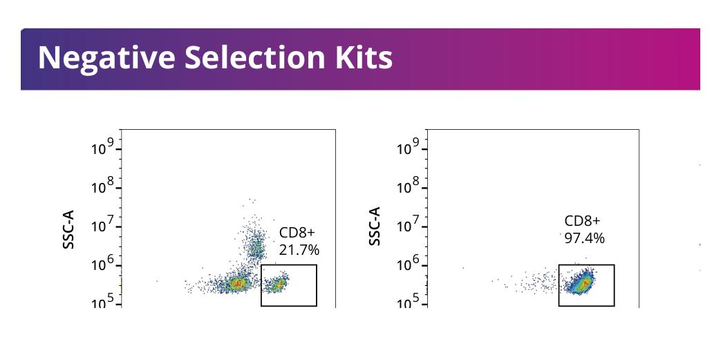 CD8+ T cell proportion 21.7% before and 97.4% after negative magnetic selection
