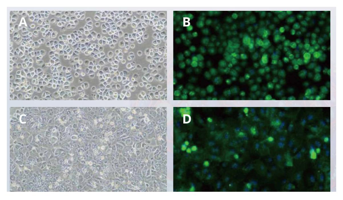 Phase-contrast and fluorescent ASGPR images of cynomolgus monkey plateable hepatocytes after 4 and 12 hours