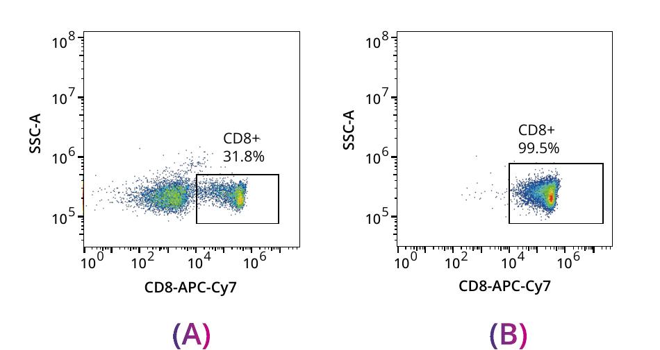 CD8+ T cell purity from 31.8% to 99.5% after positive magnetic selection