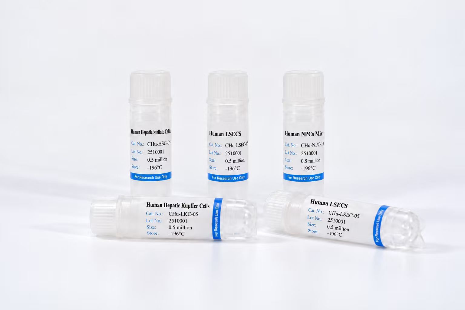 Human Liver Sinusoidal Endothelial Cells