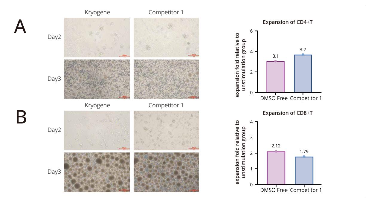 Post-thaw CD4 and CD8 T-cell proliferation after DMSO-free cryopreservation