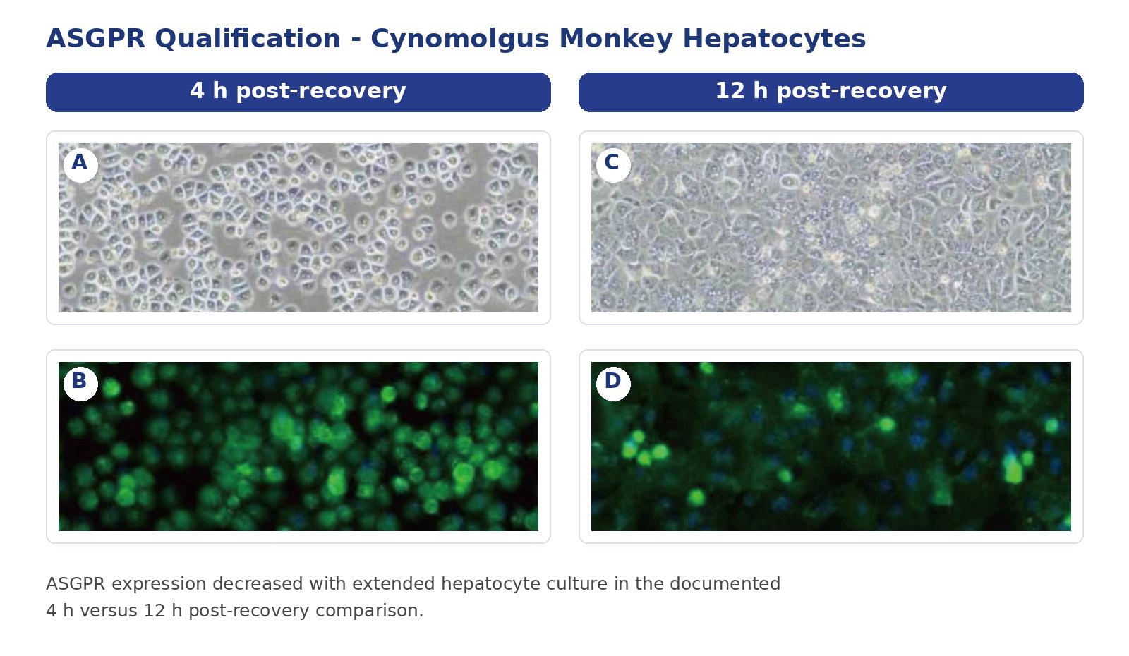 ASGPR expression in Cynomolgus monkey plateable hepatocytes after 4 h and 12 h post-recovery culture