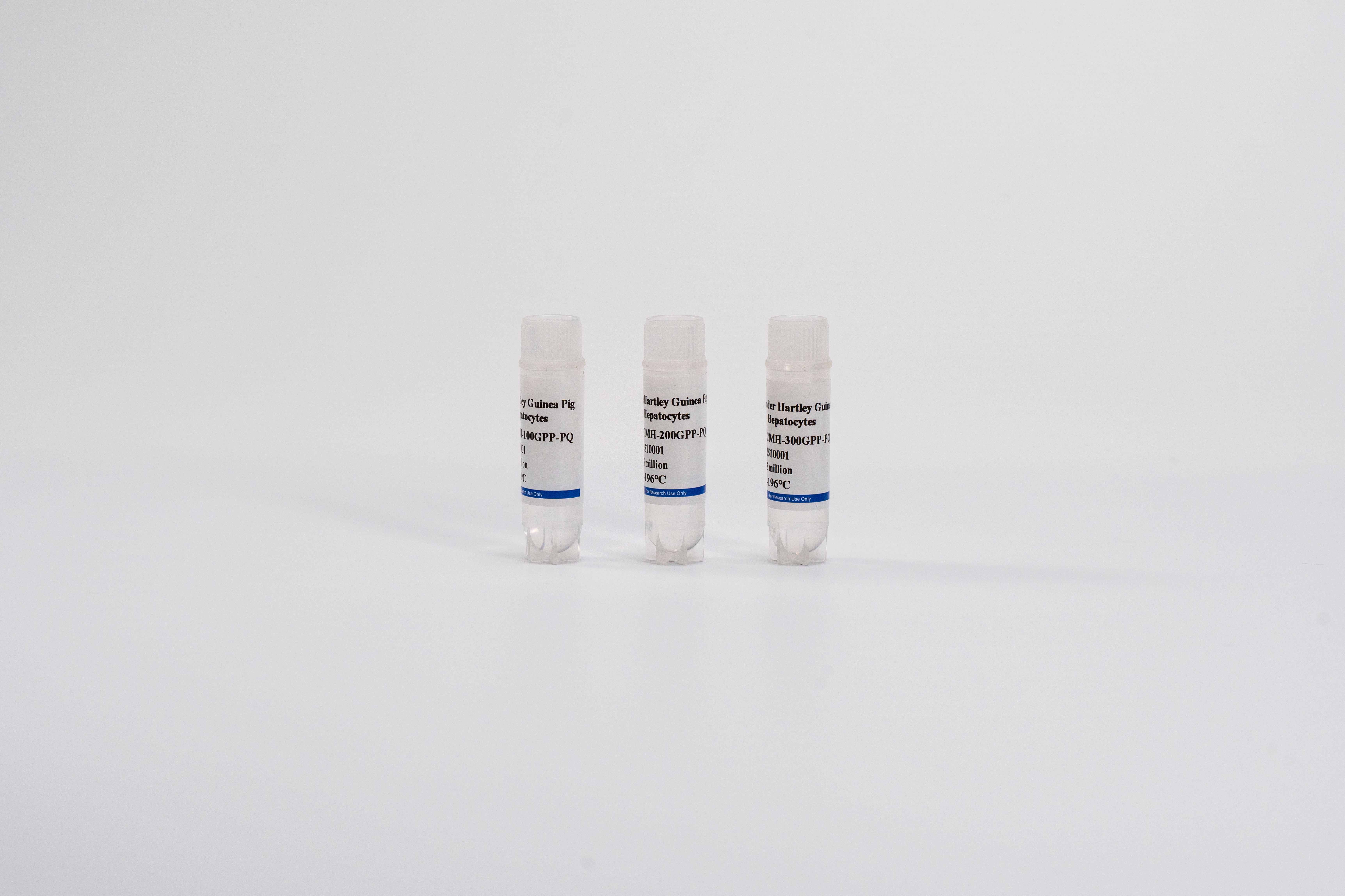 Guinea Pig Suspension Hepatocytes