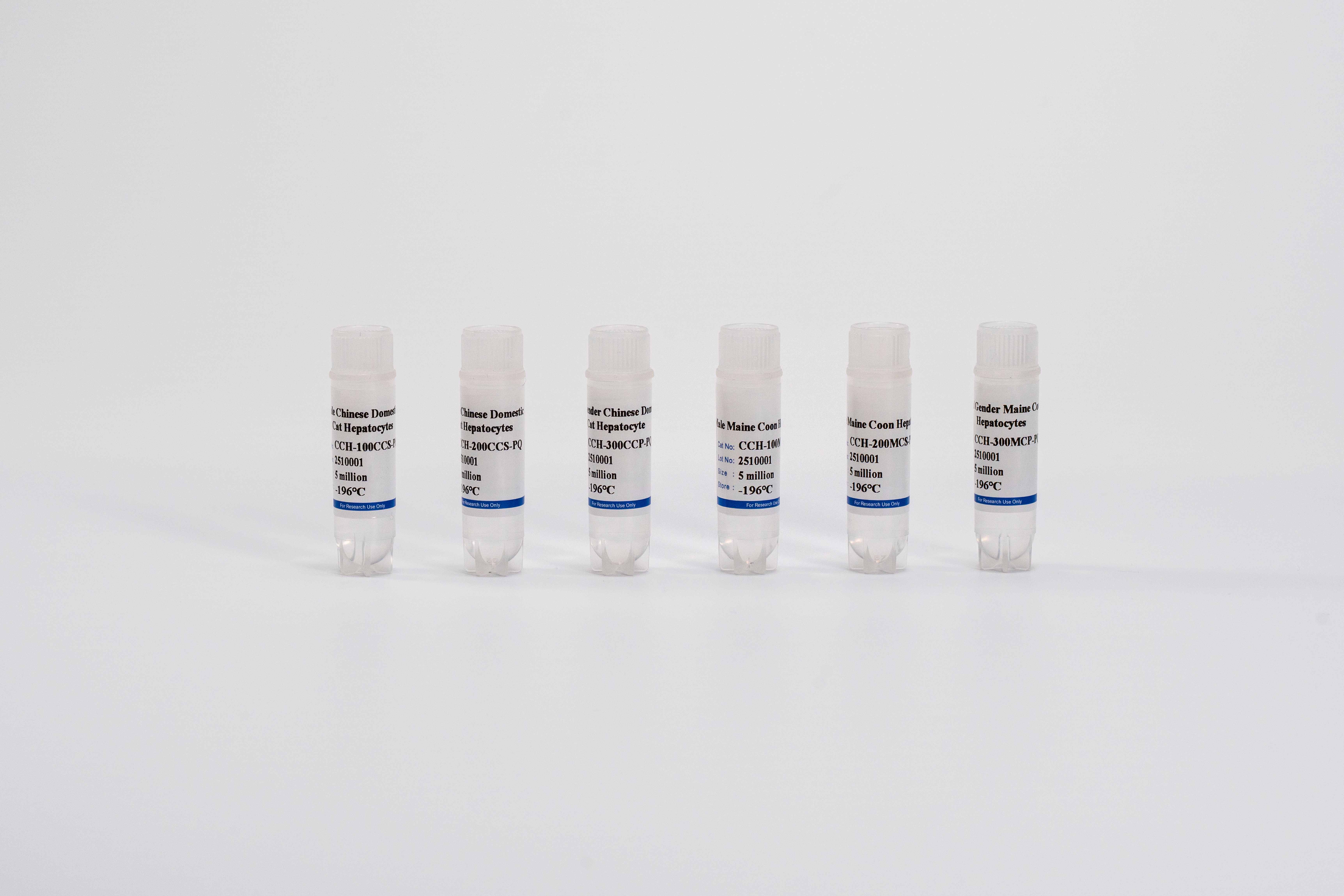 Feline Suspension Hepatocytes