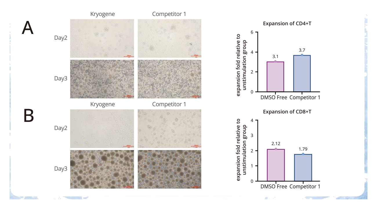 Post-thaw CD4 and CD8 T-cell expansion and culture morphology