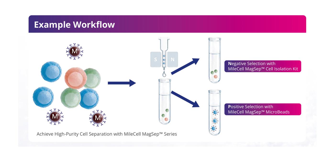 MileCell MagSep magnetic cell separation workflow with positive and negative selection