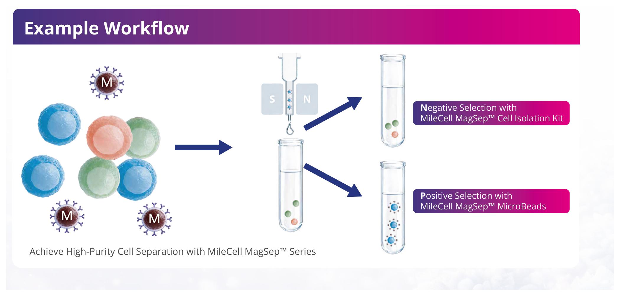 Positive and negative magnetic selection workflow for immune cell isolation