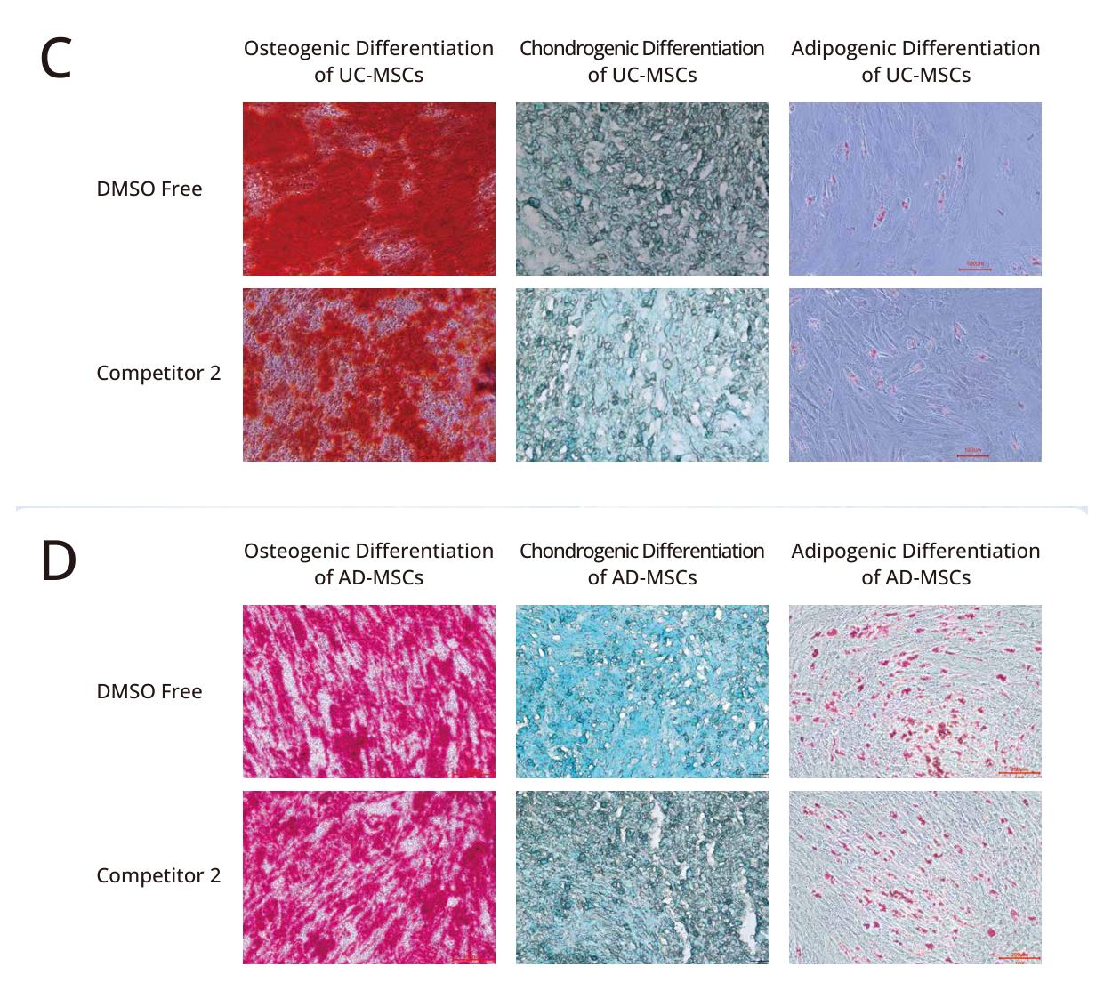 MSC osteogenic chondrogenic and adipogenic differentiation after DMSO-free cryopreservation