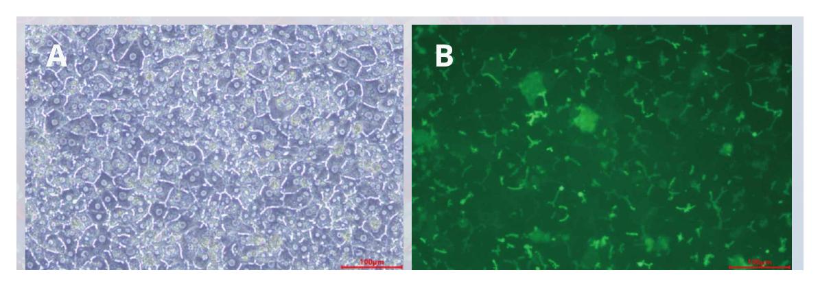 SD rat plateable hepatocytes at 100% confluency with bile canaliculi and CDFDA uptake on day 3