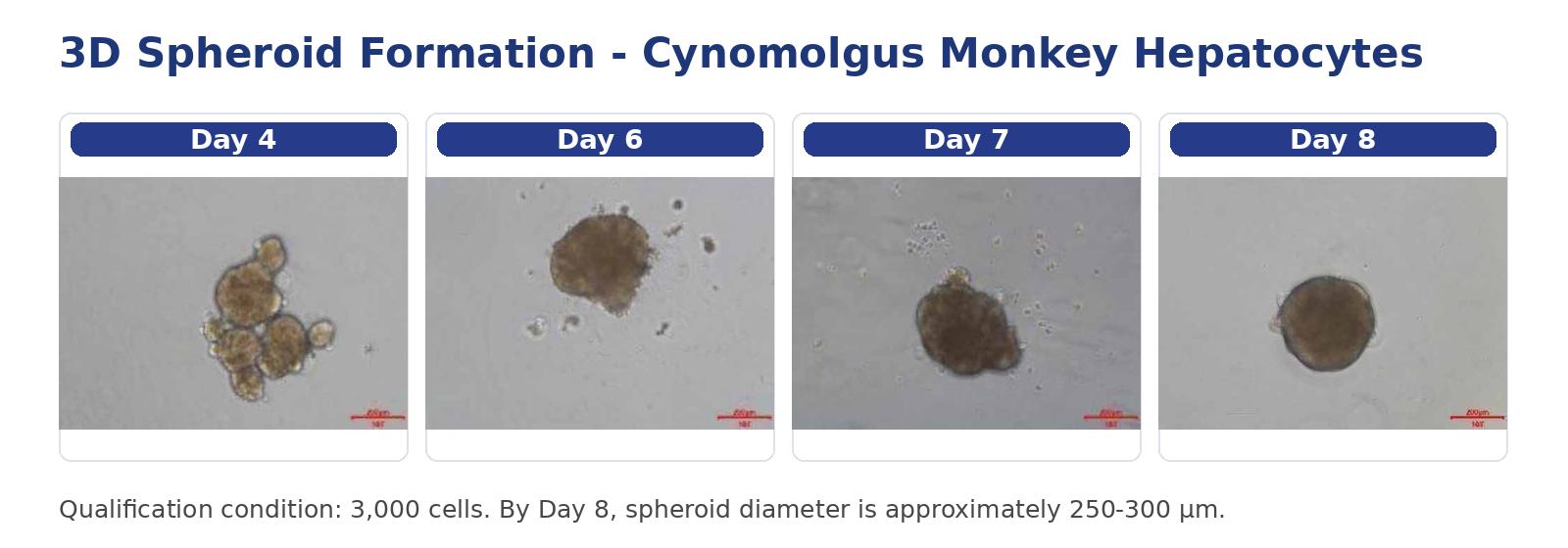 3D spheroid formation of Cynomolgus monkey hepatocytes from Day 4 to Day 8
