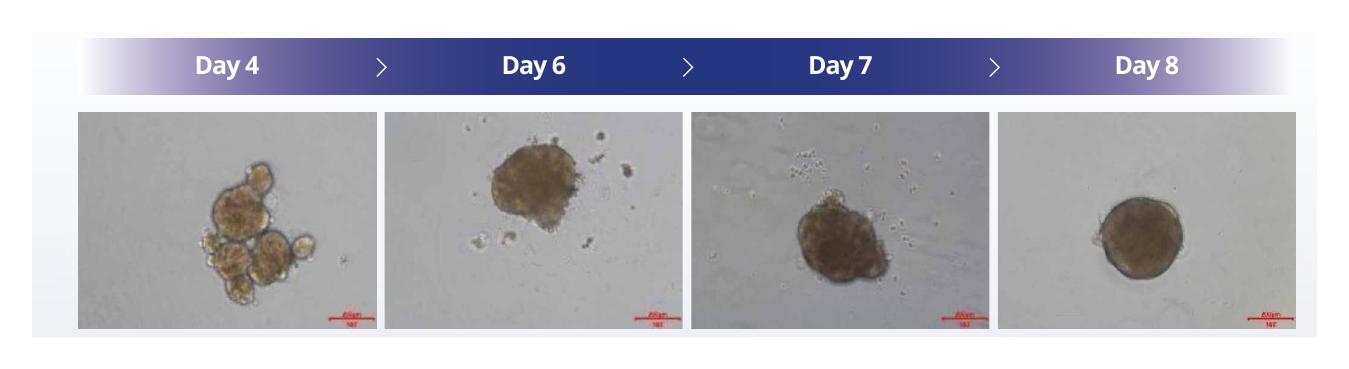 Cynomolgus monkey hepatocyte spheroid formation from day 4 to day 8 using 3,000 cells