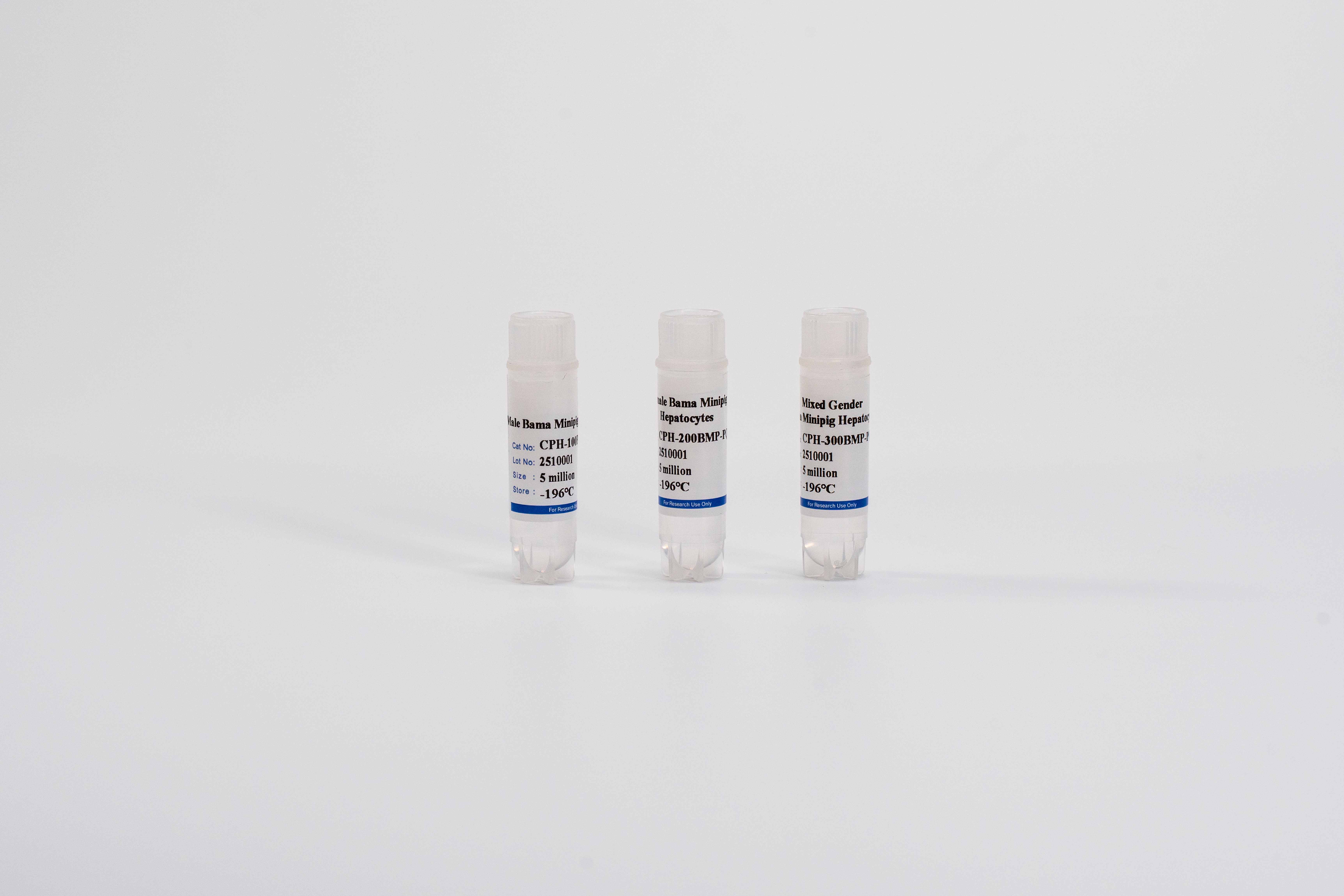 Minipig Plateable Hepatocytes