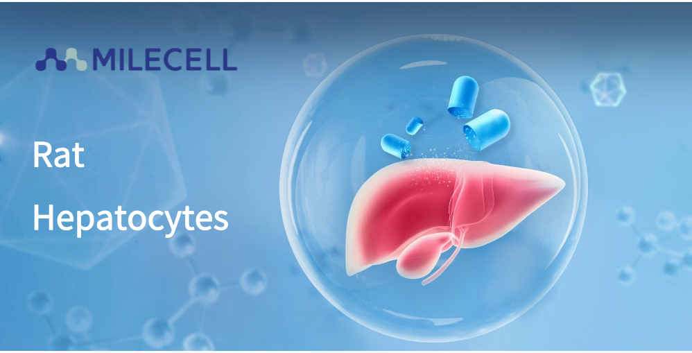Primary Rodent Hepatocyte models