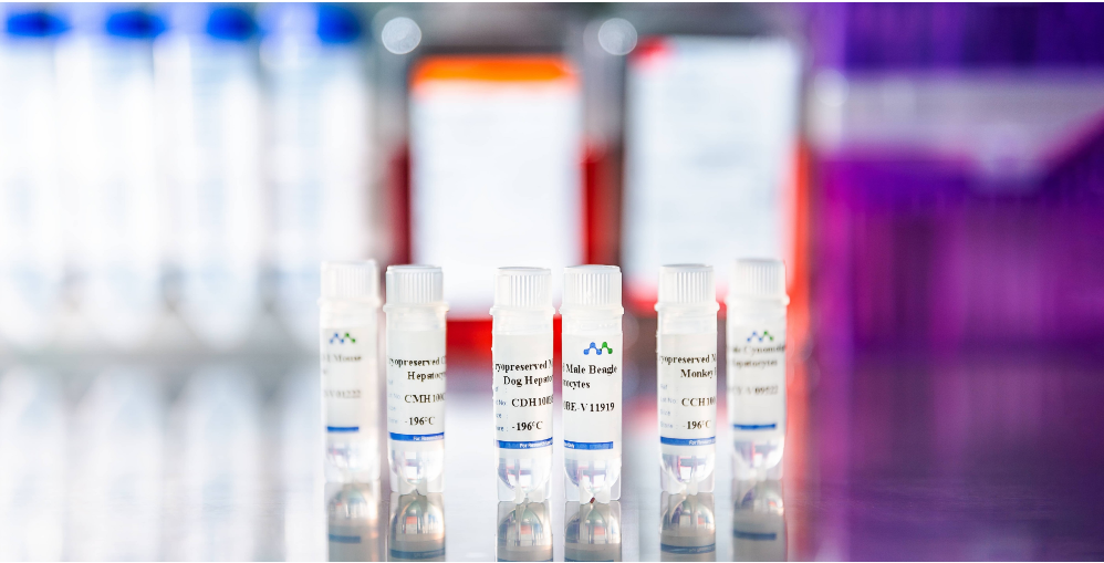 Say Goodbye to Inefficient Recovery! MileCell Cryopreserved Hepatocytes Achieve ≥75% Plating Efficiency for High-Consistency Experiments