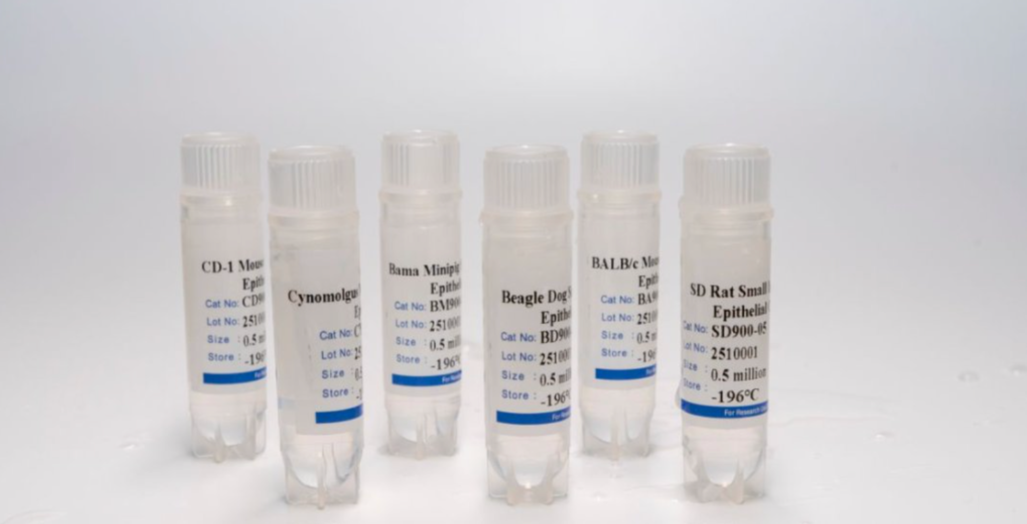 Animal Renal Proximal Tubular Epithelial Cells