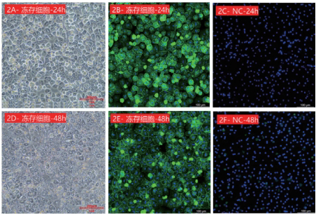 Dynamic analysis of ASGPR expression in cryopreserved cynomolgus monkey hepatocytes.png