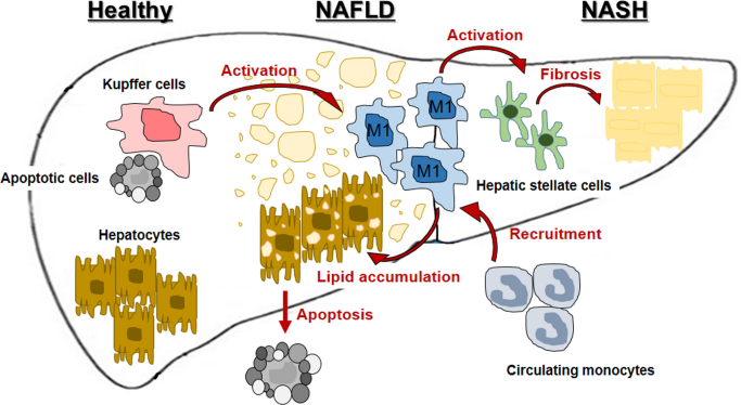 Damaged hepatocytes release DAMP.png