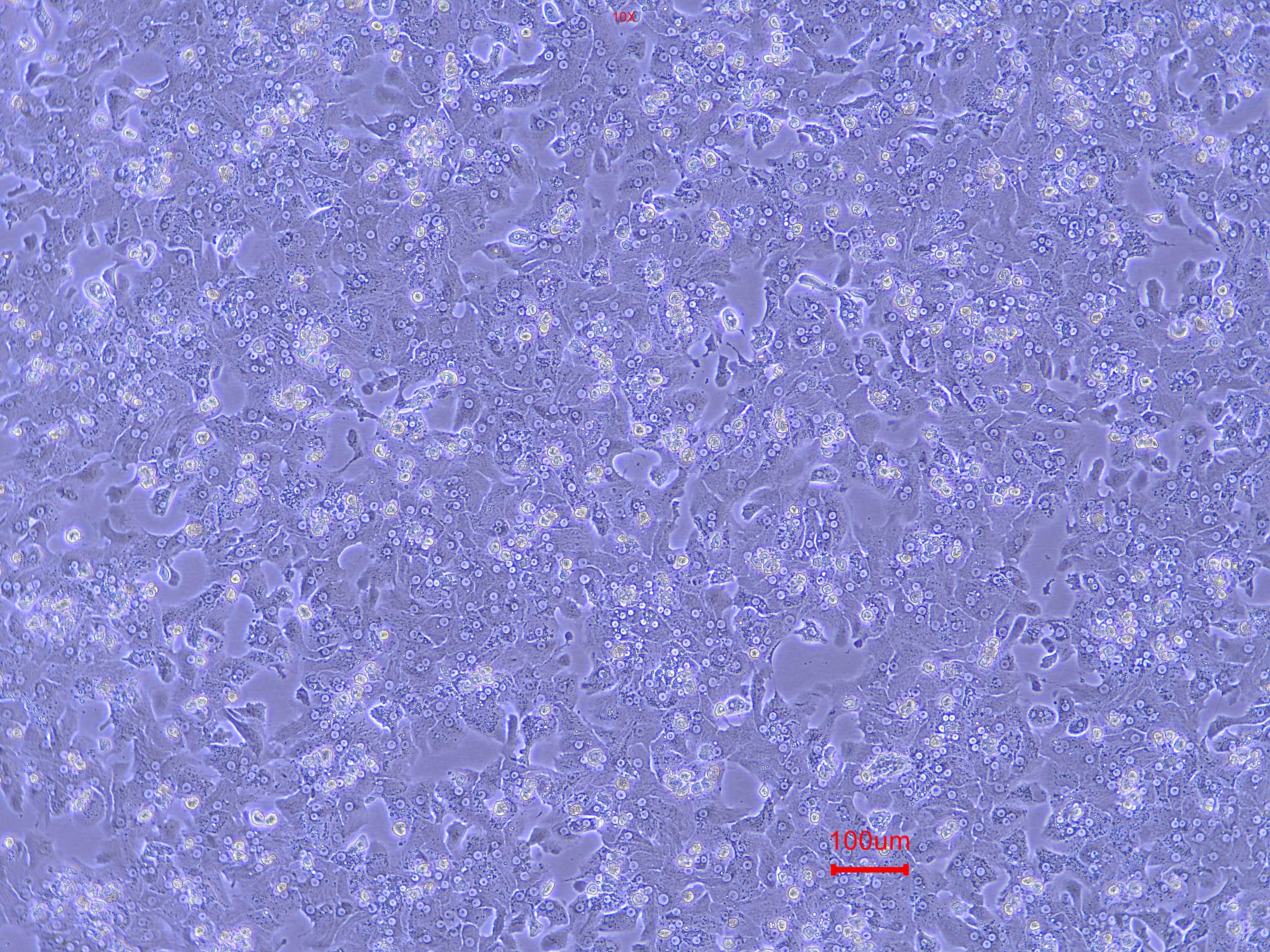 FC - 0.5 MmL - 12 - well plate - 24 h.jpg