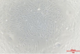 Animal Intestinal Epithelial Cells(图2)