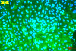 Animal Renal Proximal Tubular Epithelial Cells(图6)