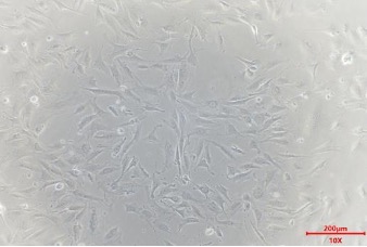 Animal Intestinal Epithelial Cells(图1)