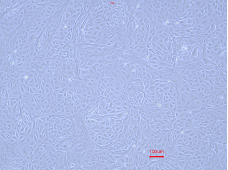 Animal Renal Proximal Tubular Epithelial Cells(图3)