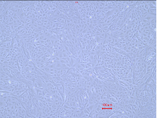 Animal Renal Proximal Tubular Epithelial Cells(图2)