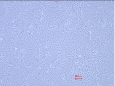 Animal Renal Proximal Tubular Epithelial Cells(图4)