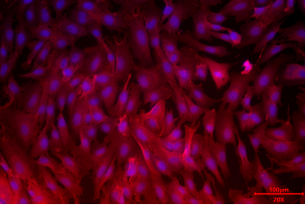 Animal Intestinal Epithelial Cells(图3)