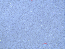 Animal Renal Proximal Tubular Epithelial Cells(图1)
