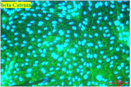 Animal Renal Proximal Tubular Epithelial Cells(图5)