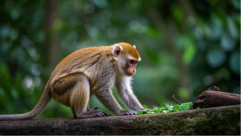 The Critical Role of Non-Human Primate PBMCs in Biomedical Research(图1)
