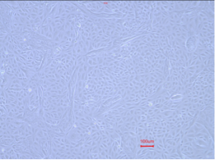 Cyno RPTECs maintainance P4.png