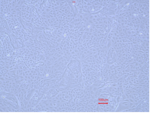 Cyno RPTECs maintainance P5.png