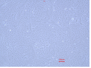 Cyno RPTECs maintainance P3.png