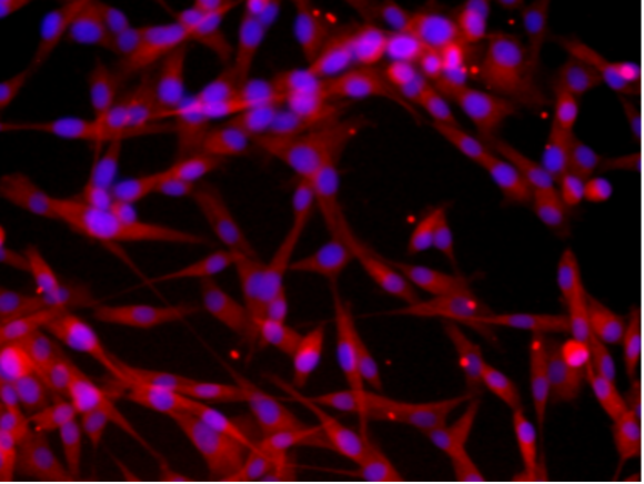 Overlaid fluorescent image of Beagle Dog IECs.png