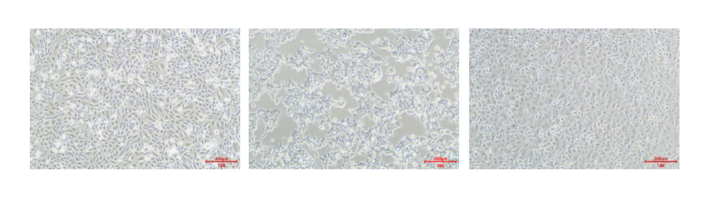 Cell Freezing Media-Serum Free for Cell Lines.png